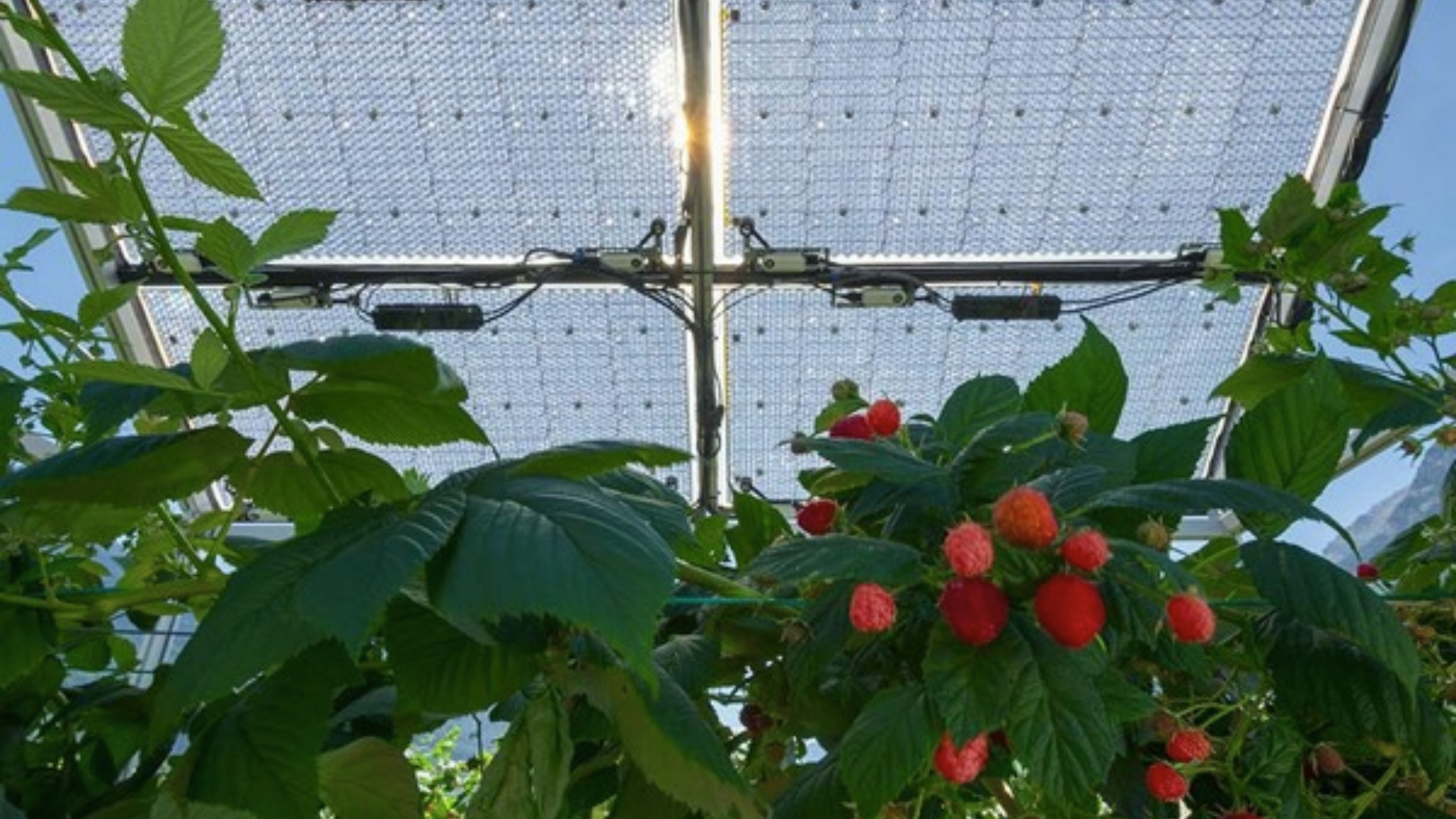 Sun-tracking array