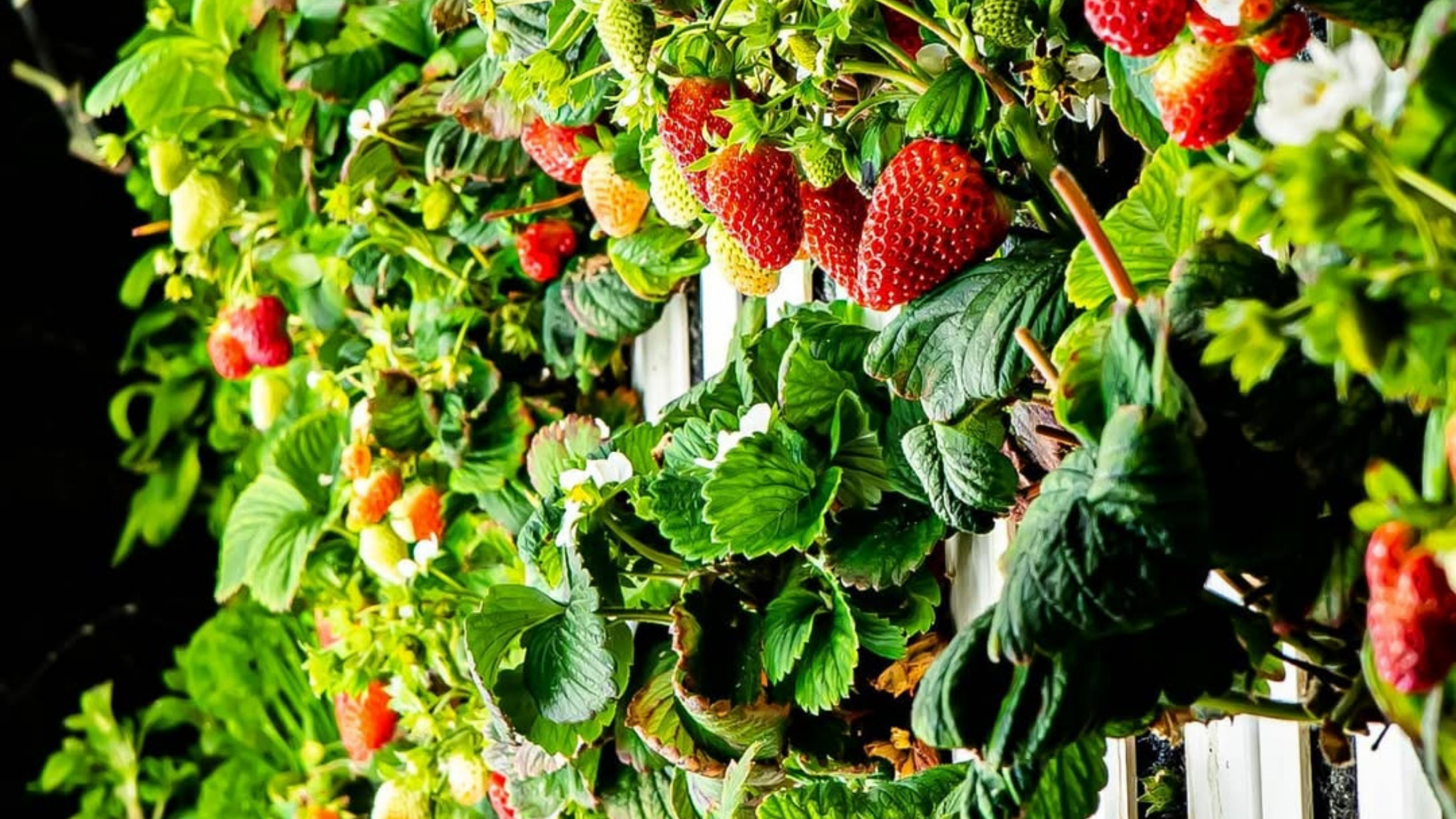 Berry module with 7-floor NFT channels