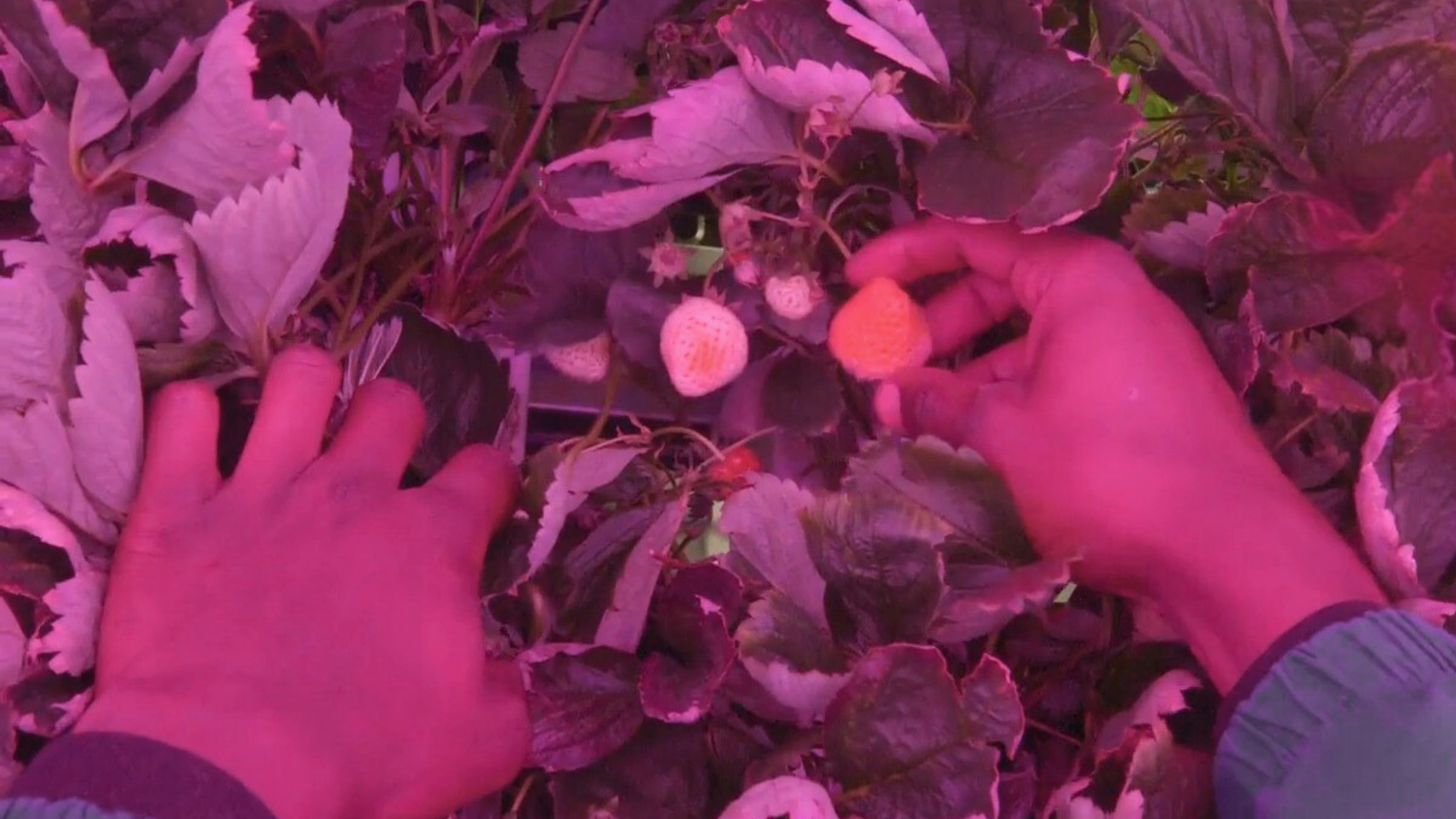 Strawberry vertical grow