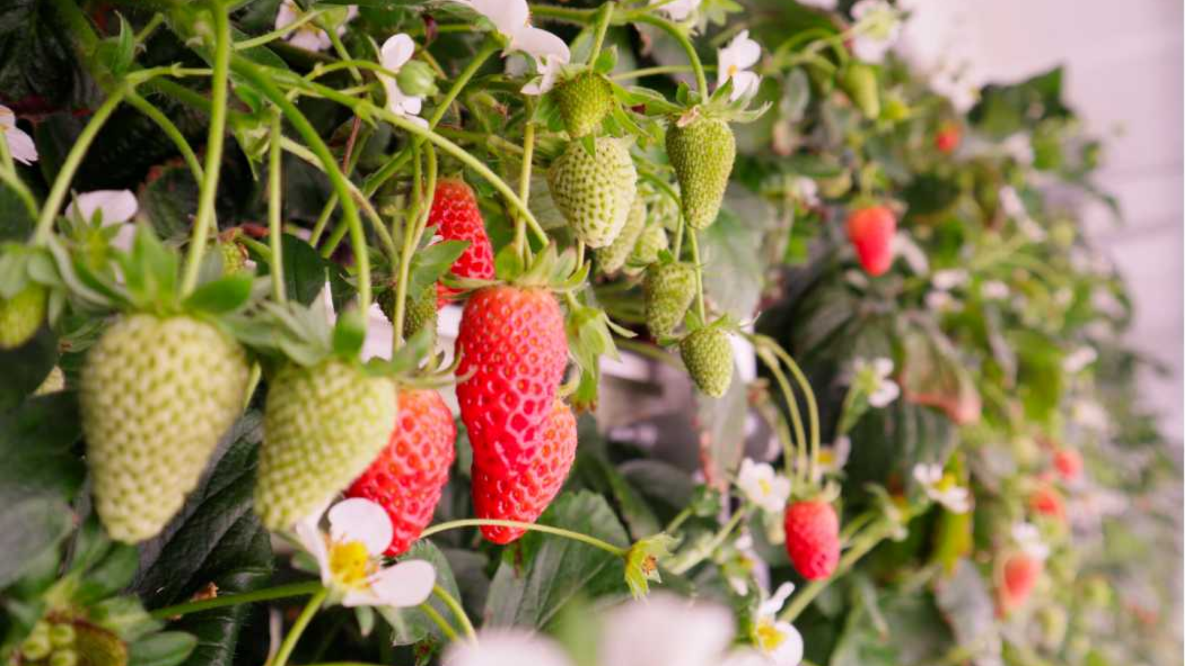 Berry-Box container overview