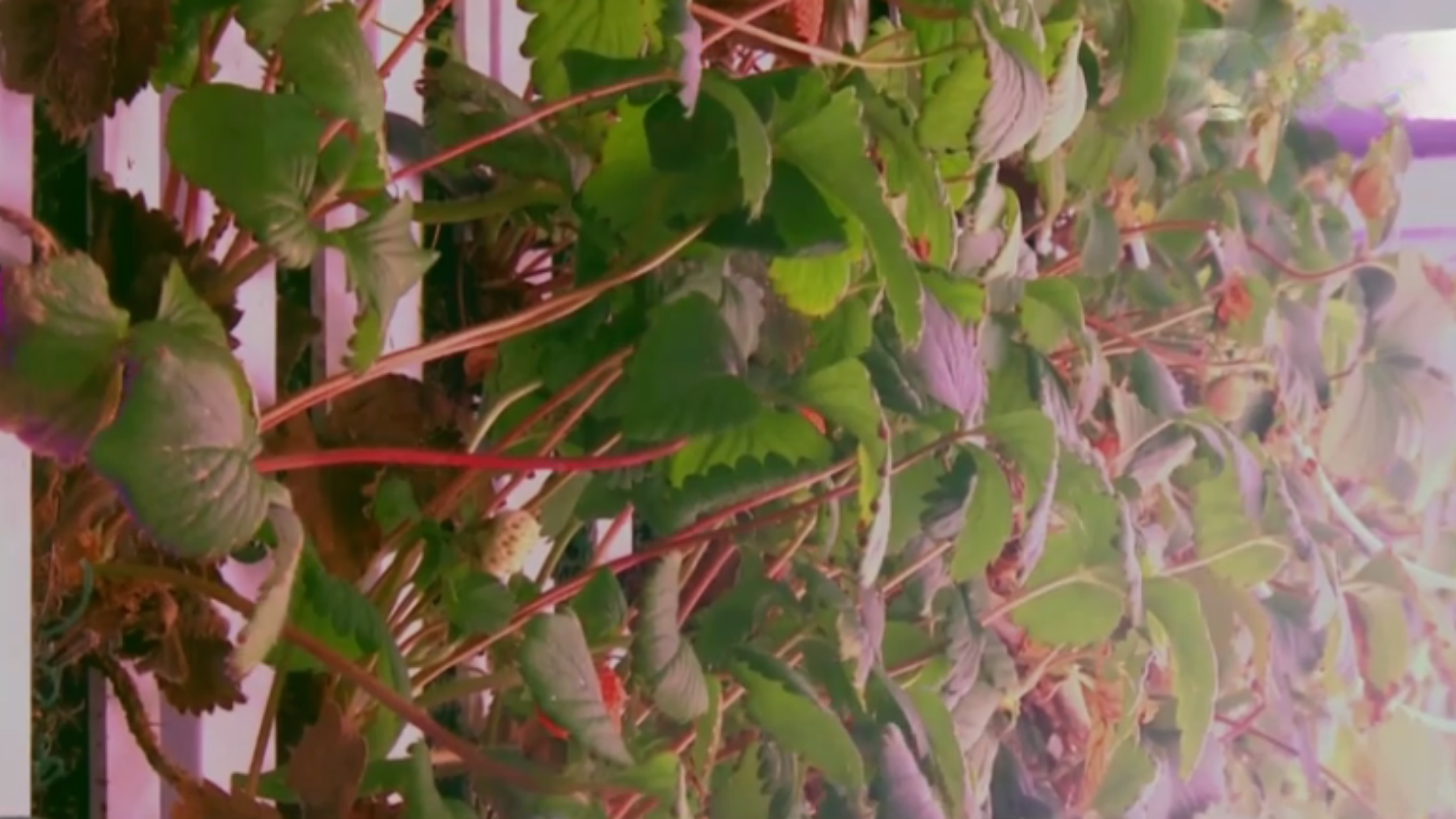 NFT irrigation thin-film recirculation
