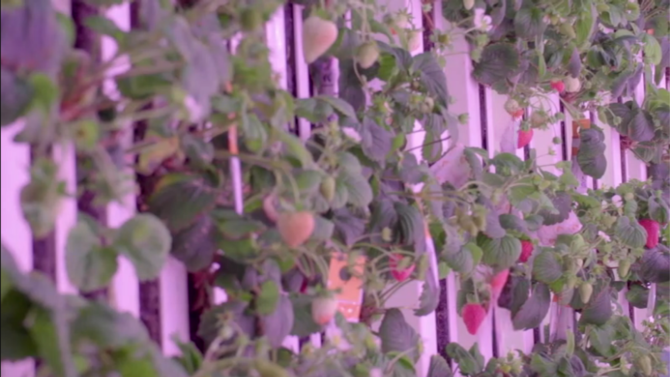 Climate, lighting and fertigation layout