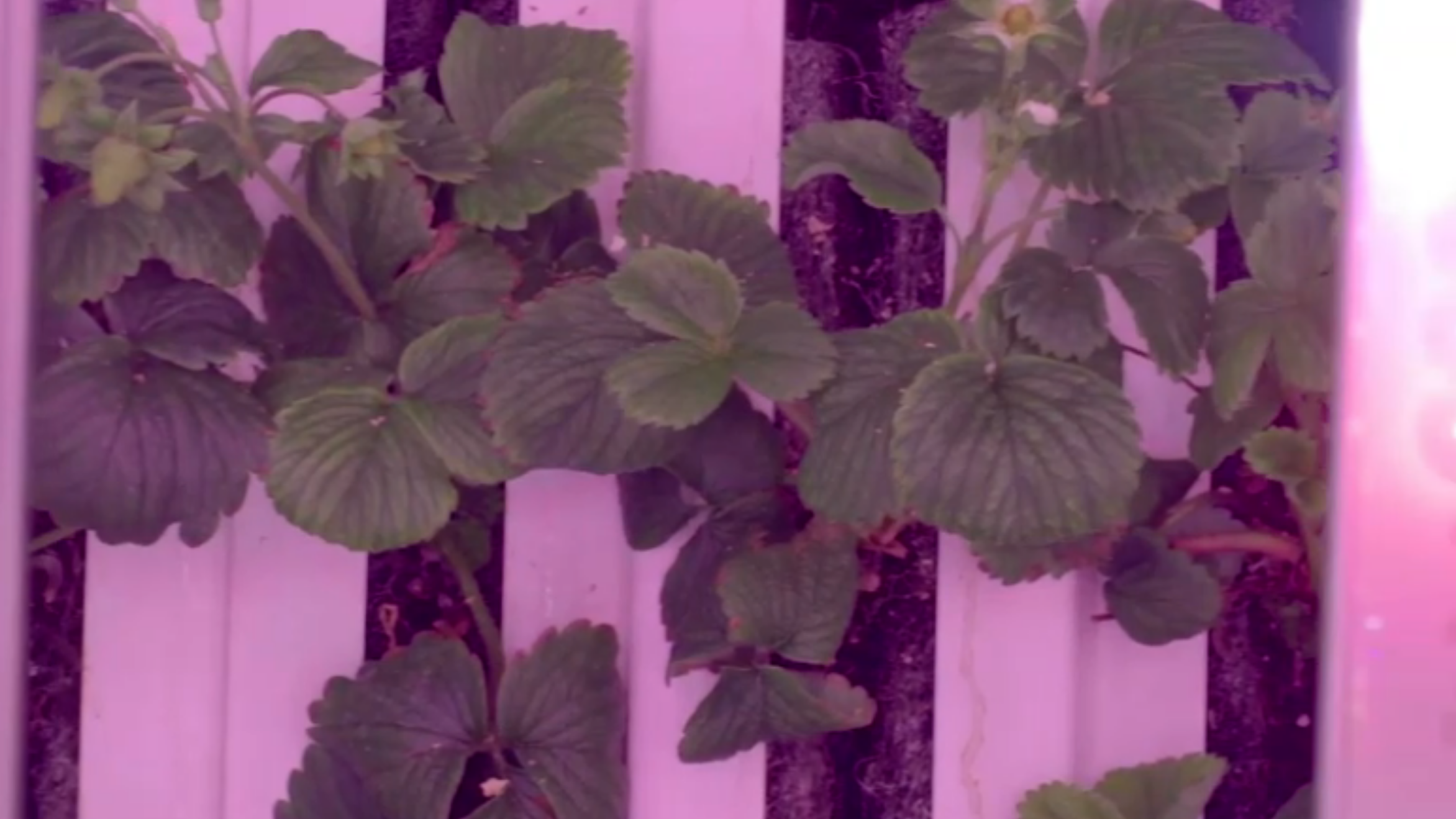 Climate, lighting and fertigation layout