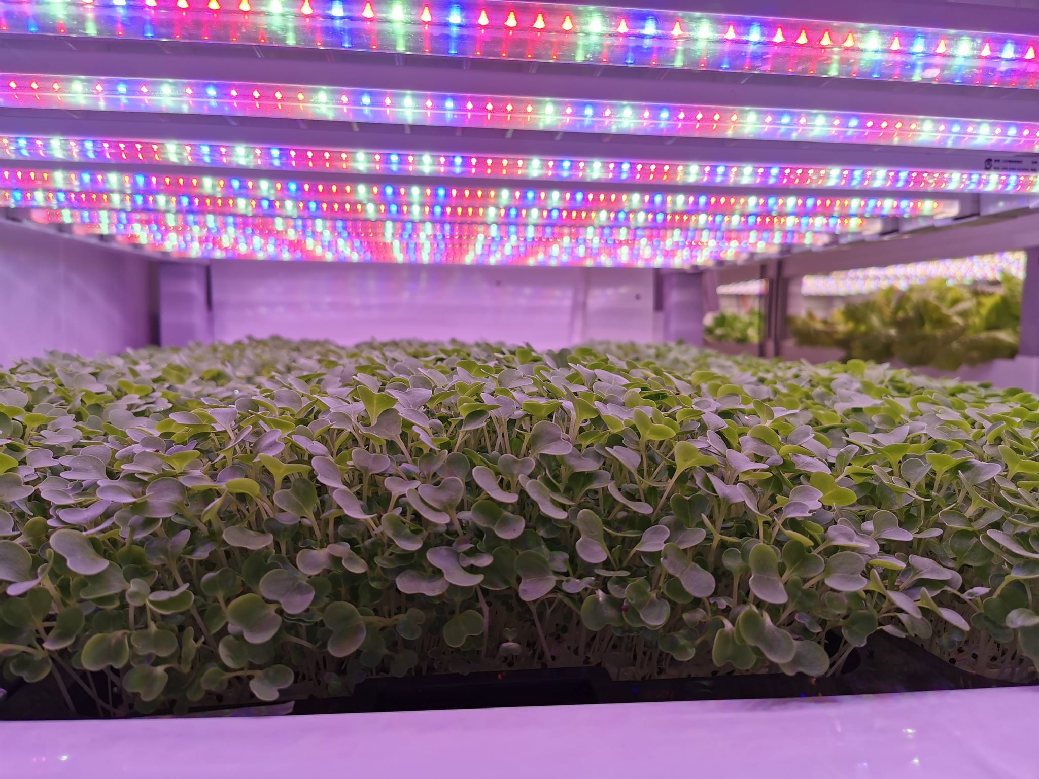 MICRO photo 1