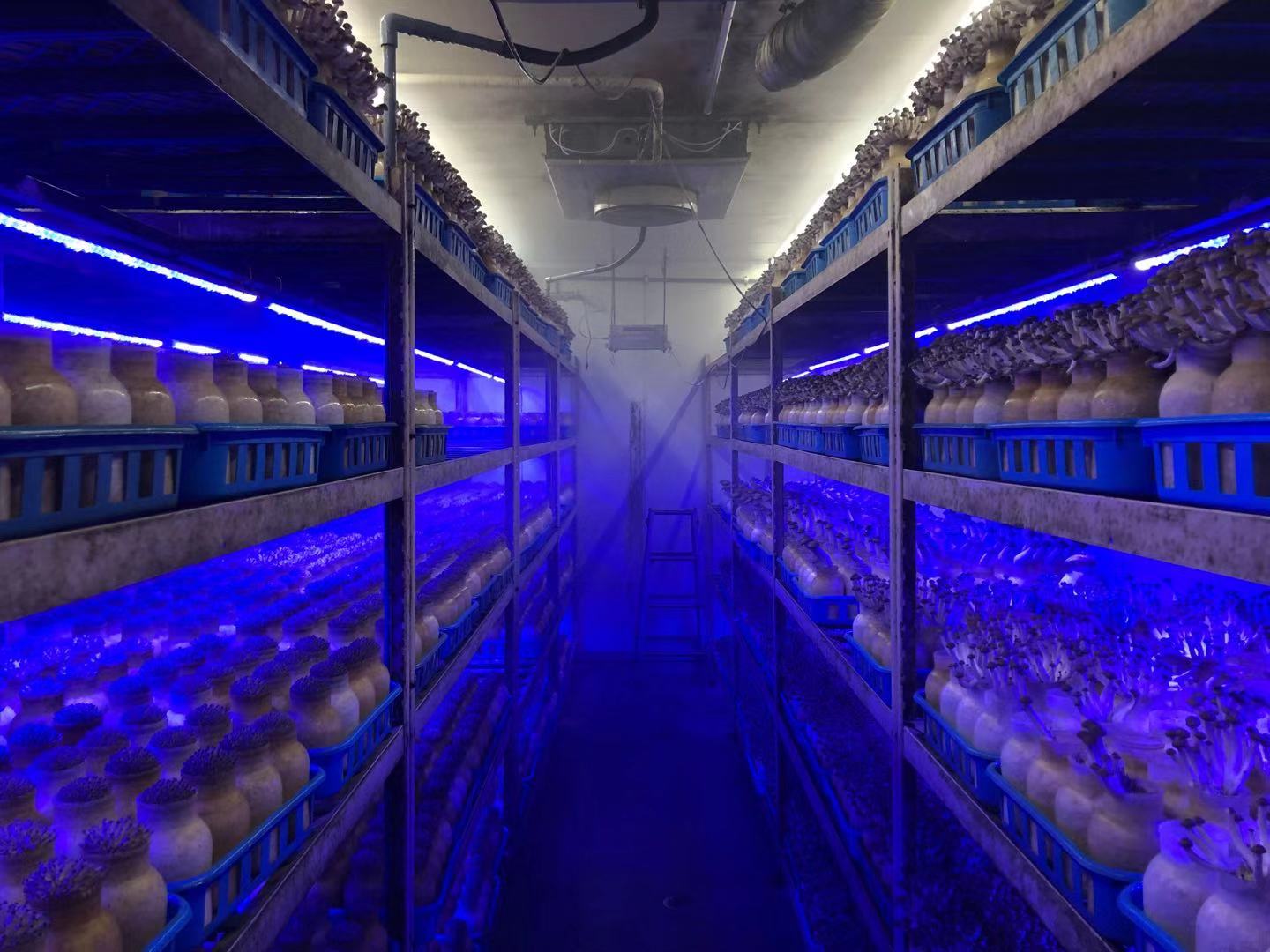 Mushroom grow racks