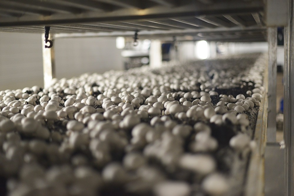 Humidity & climate control for fungi