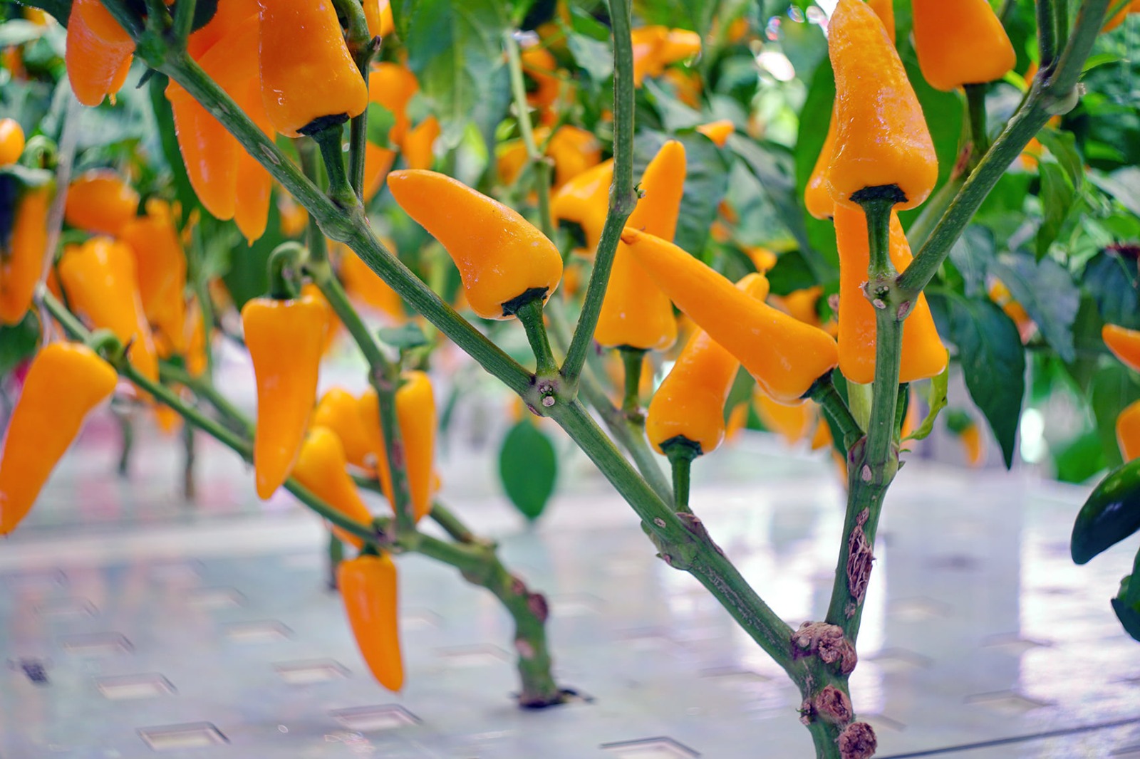 Smart farming 4