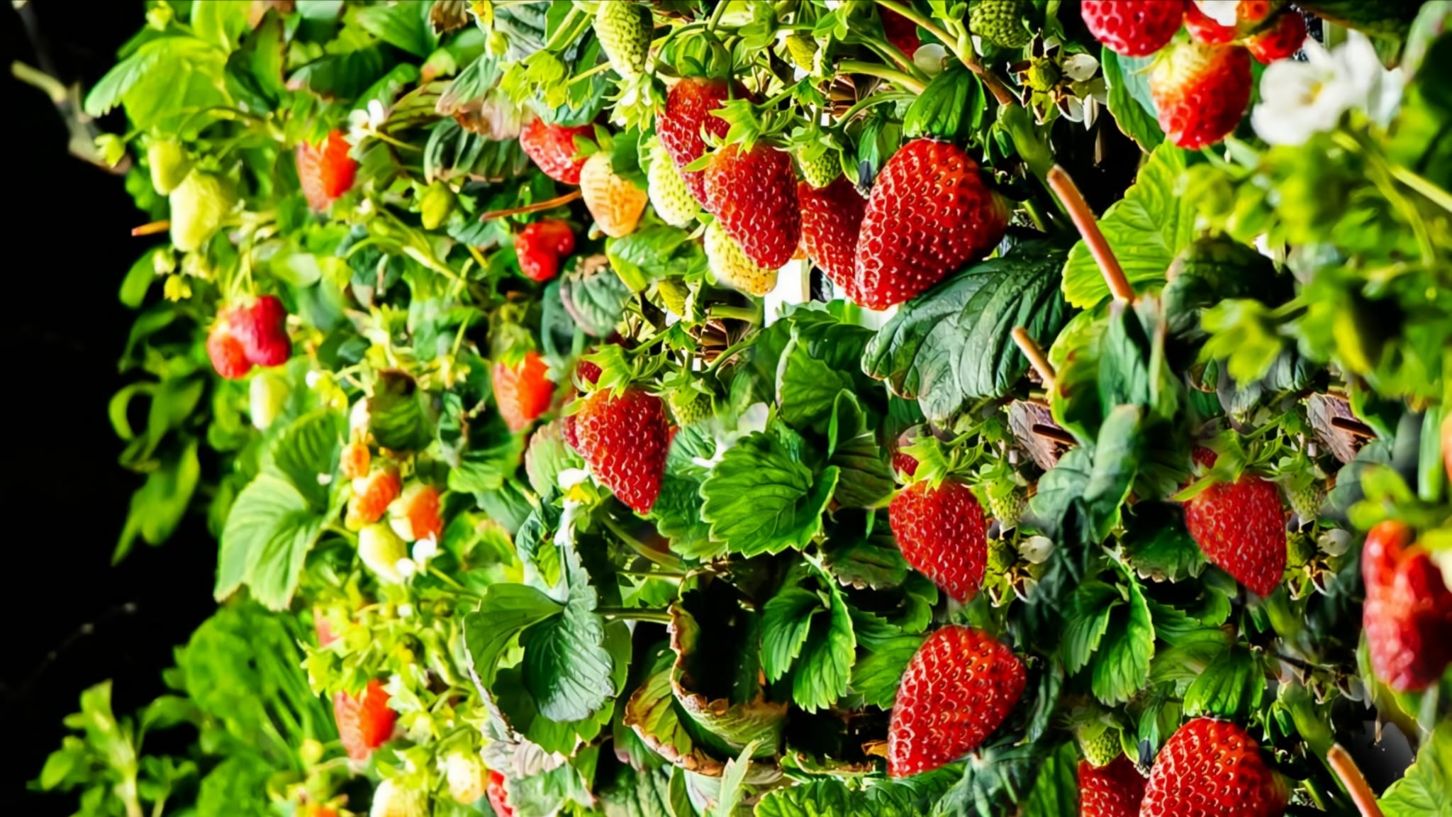 Smart farming 7