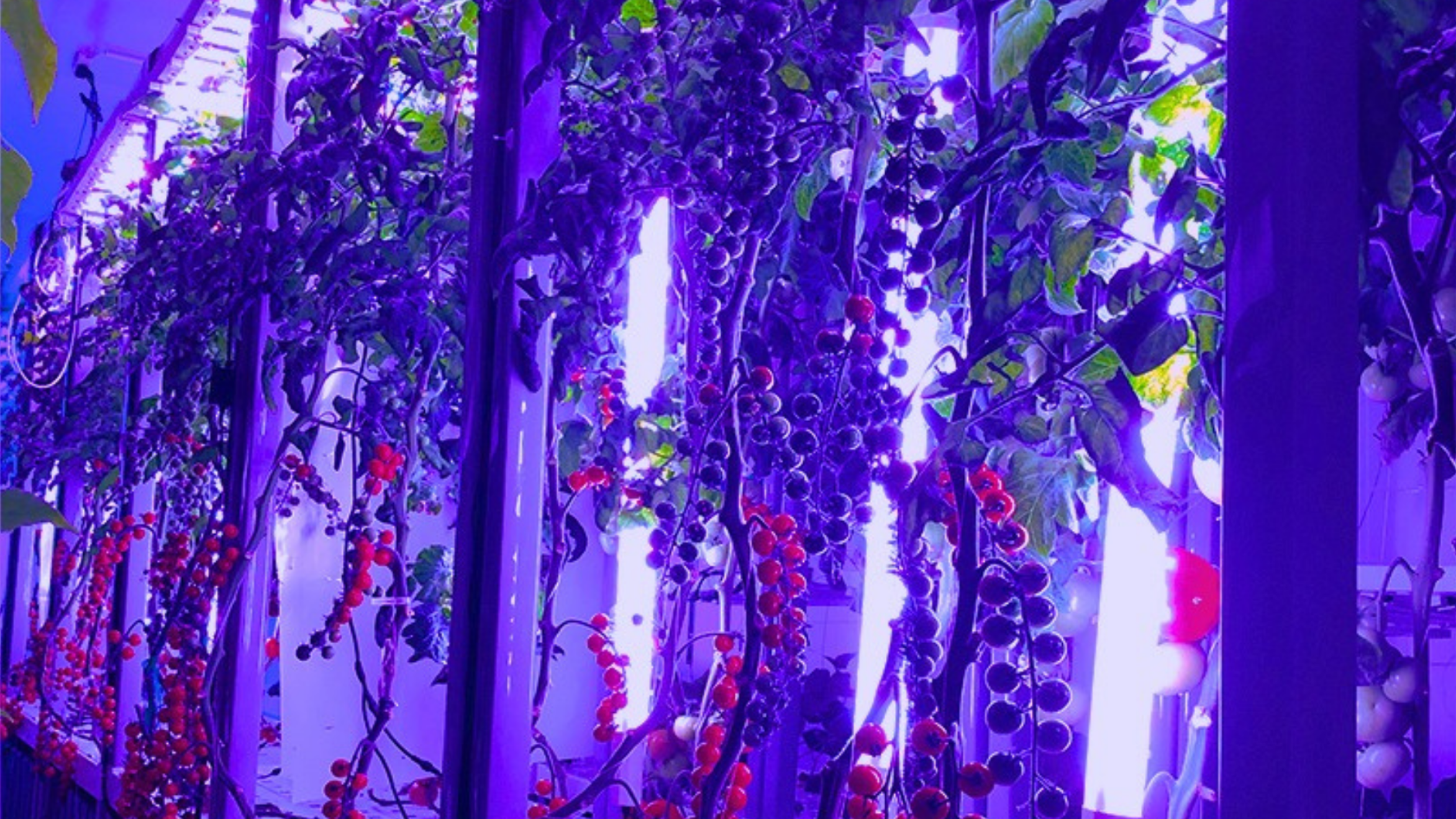 Tomato hydroponic rows