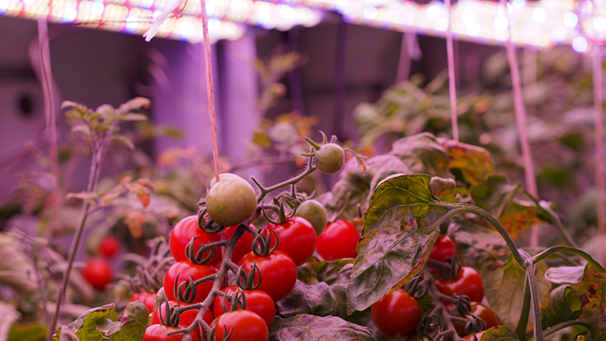 Aeroponic & EBB-flow irrigation