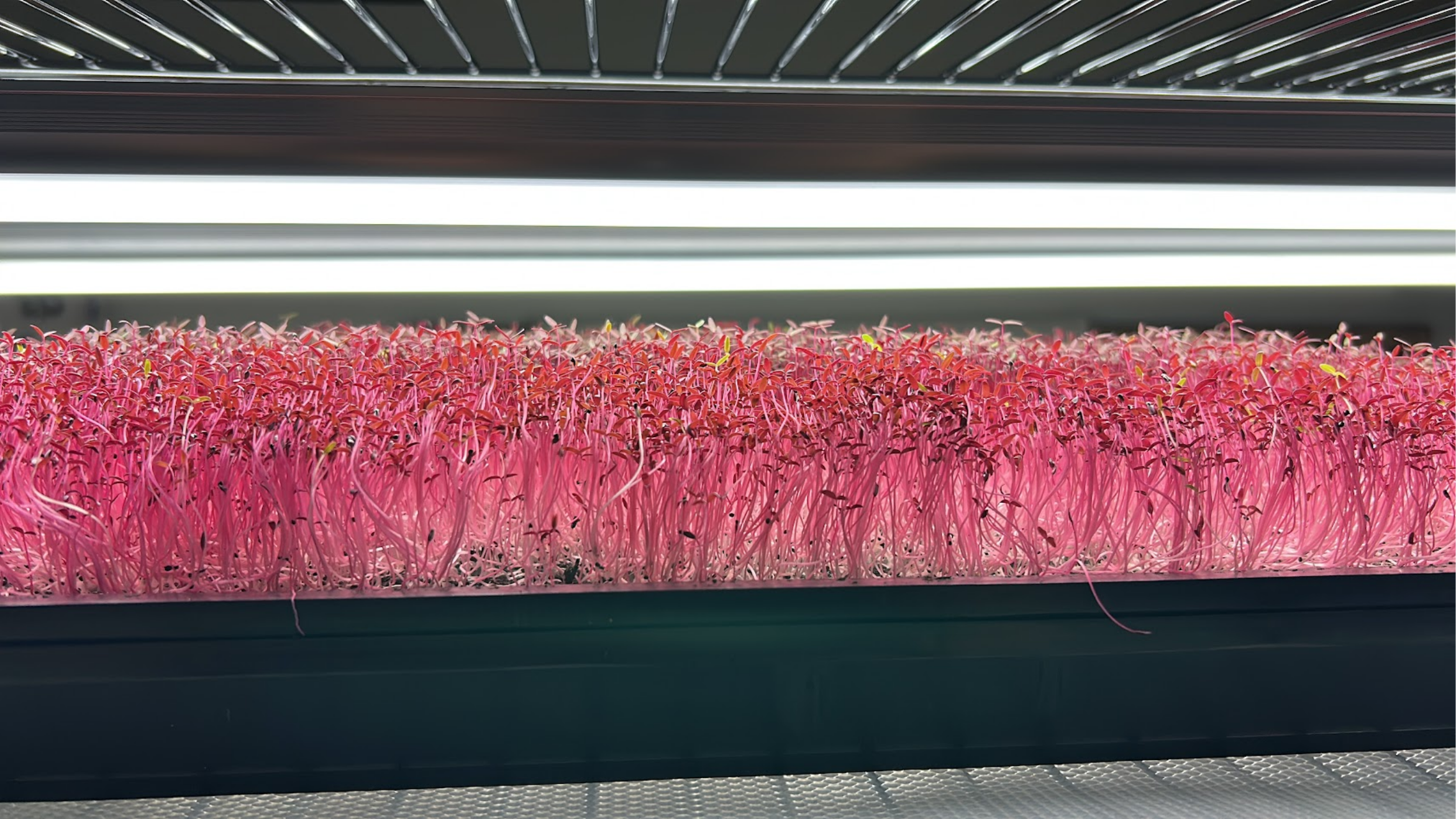 NFT stack inside container