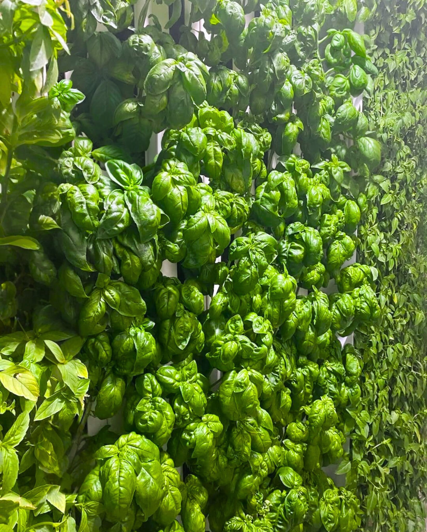 VertiGrow overview